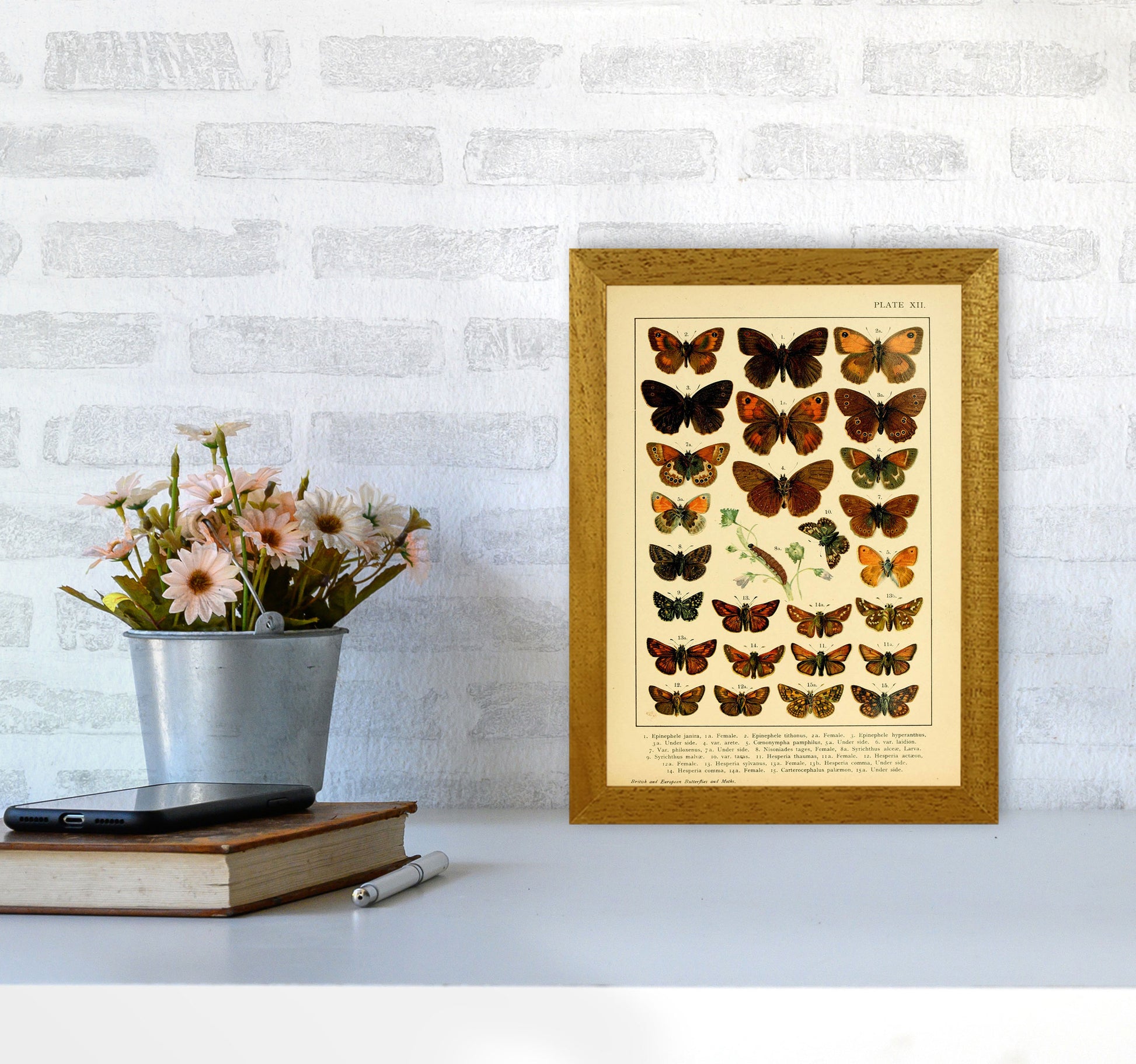 Vintage Butterfly Illustration #2 Art Print by Jason Stanley A4 Print Only