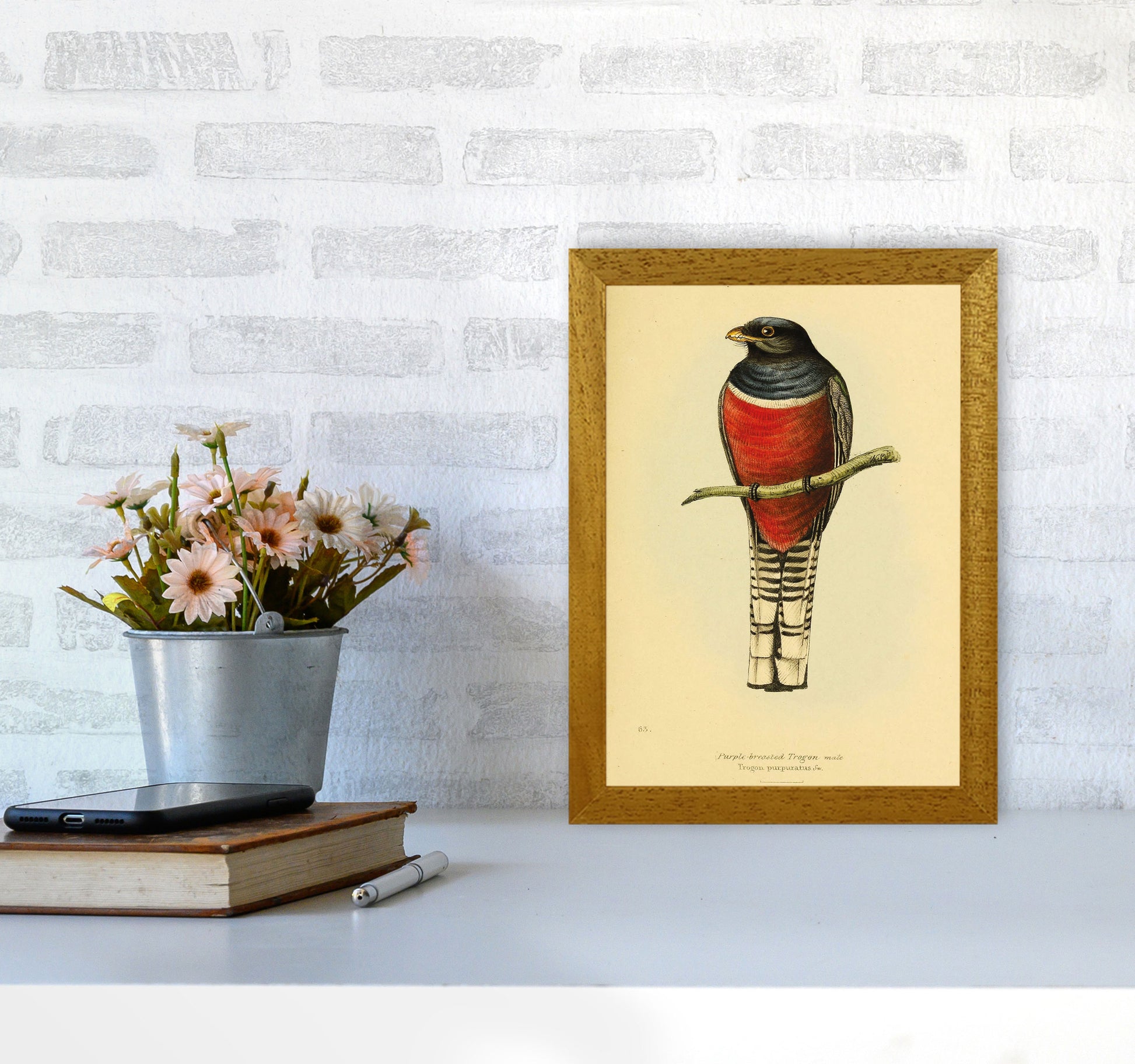 Purple Breasted Trogon Copy Art Print by Jason Stanley A4 Print Only