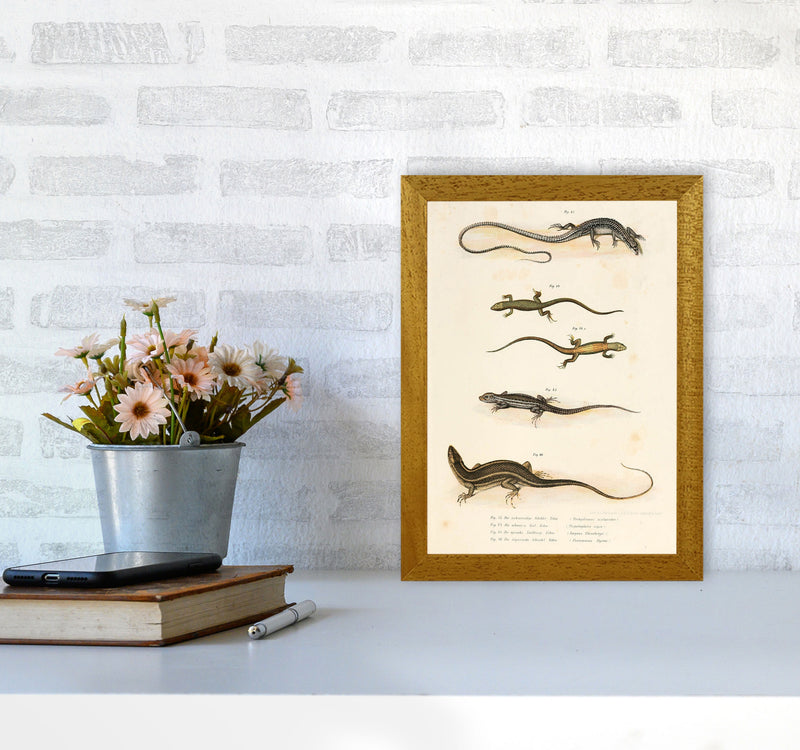 Vintage Salamander Illustration Art Print by Jason Stanley A4 Print Only
