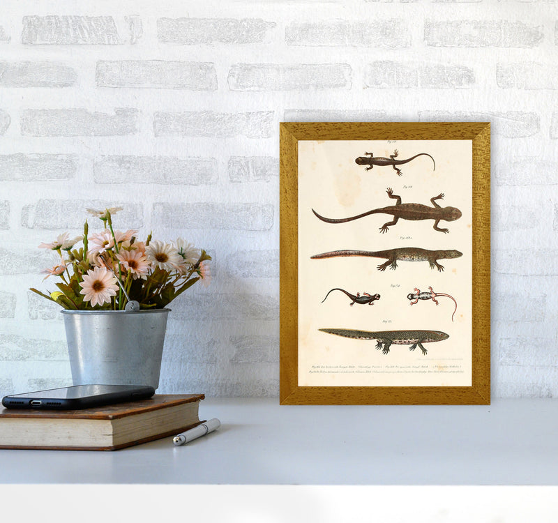 Vintage Newt Illustration Art Print by Jason Stanley A4 Print Only