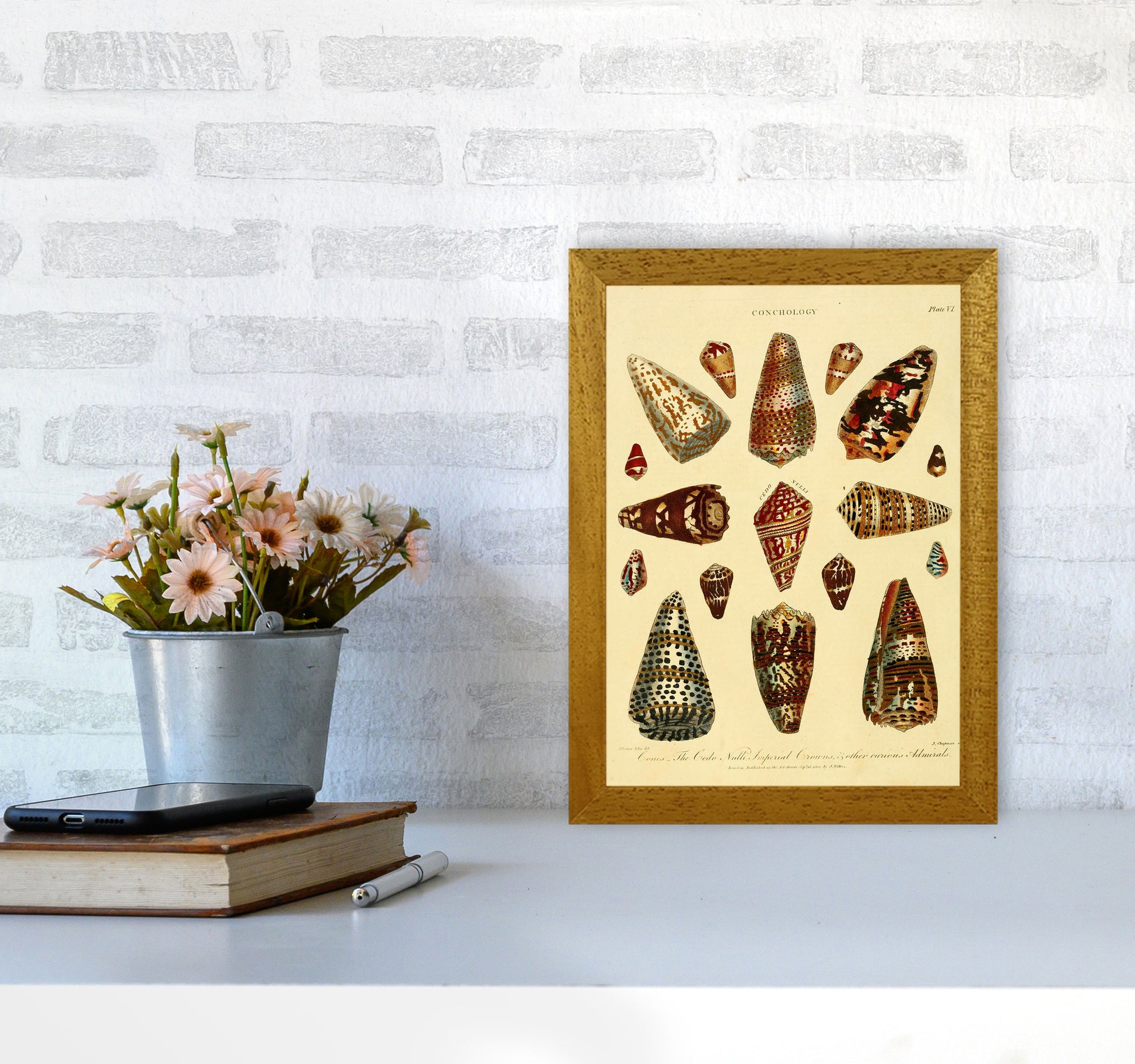 Conchology Illustration 2 Art Print by Jason Stanley A4 Print Only