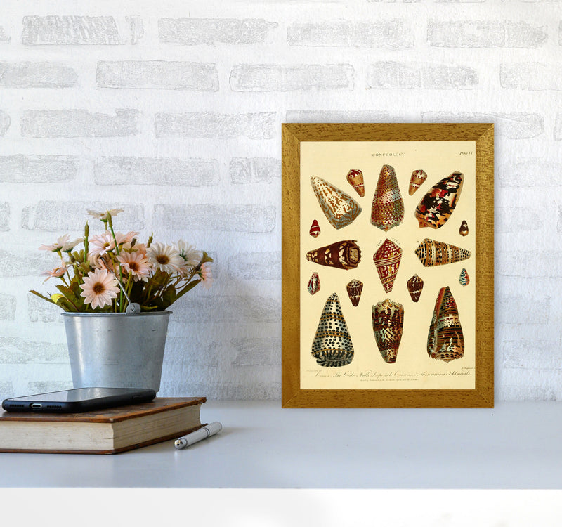 Conchology Illustration 2 Art Print by Jason Stanley A4 Print Only
