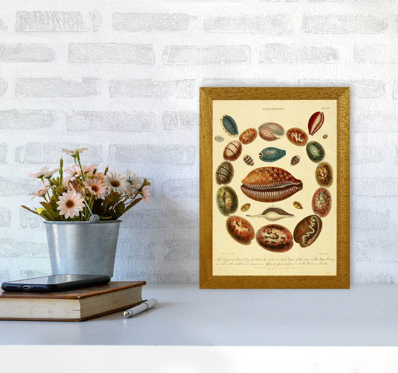 Conchology Illustration Art Print by Jason Stanley A4 Print Only