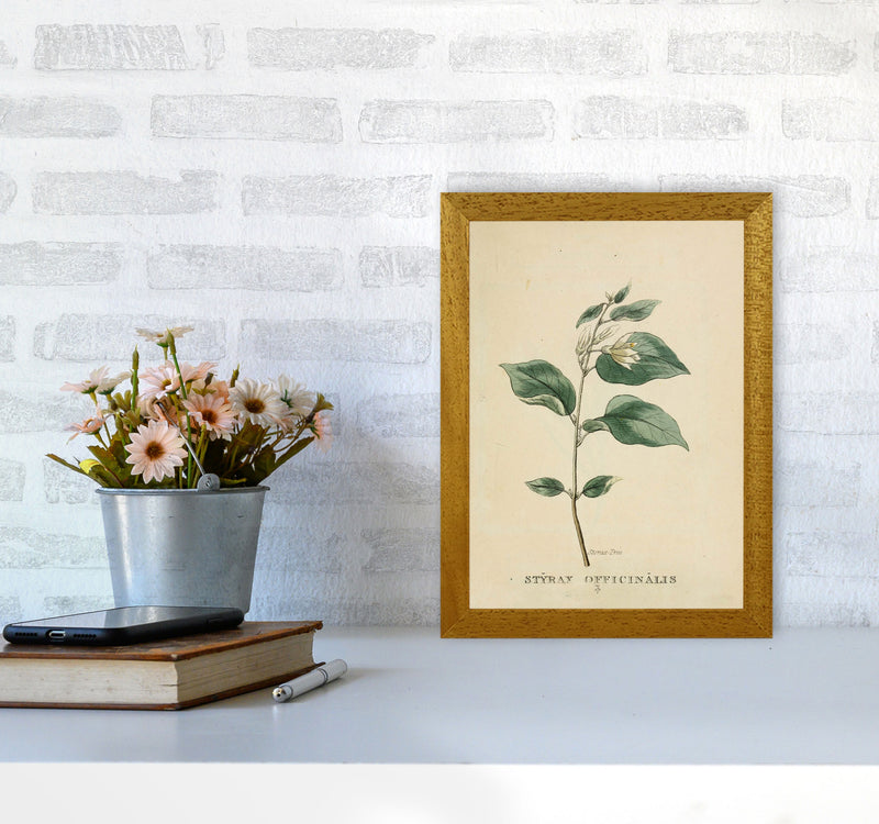 Vintage Flower Series 1 Art Print by Jason Stanley A4 Print Only