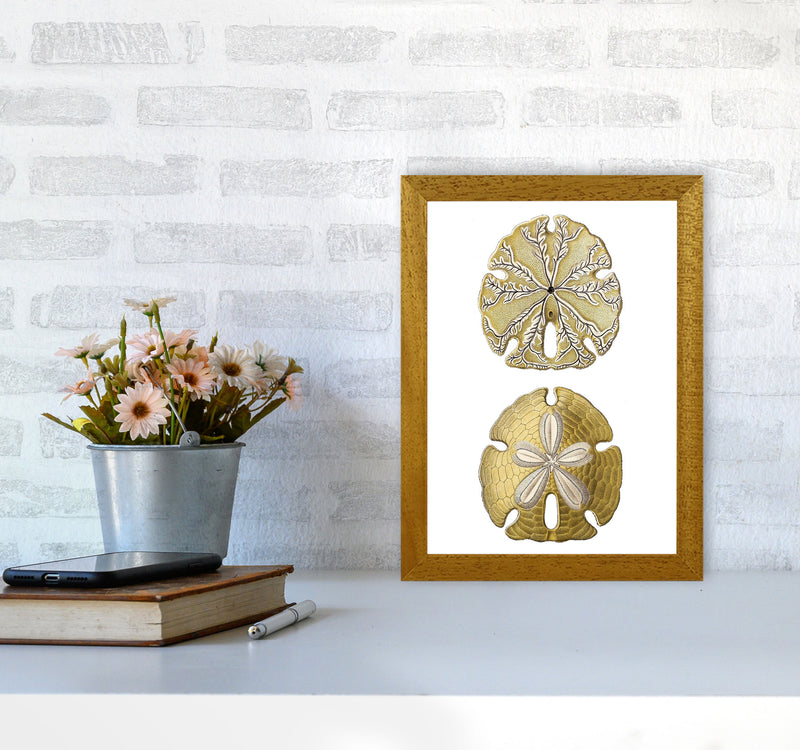 Sand Dollar Illustration Art Print by Jason Stanley A4 Print Only