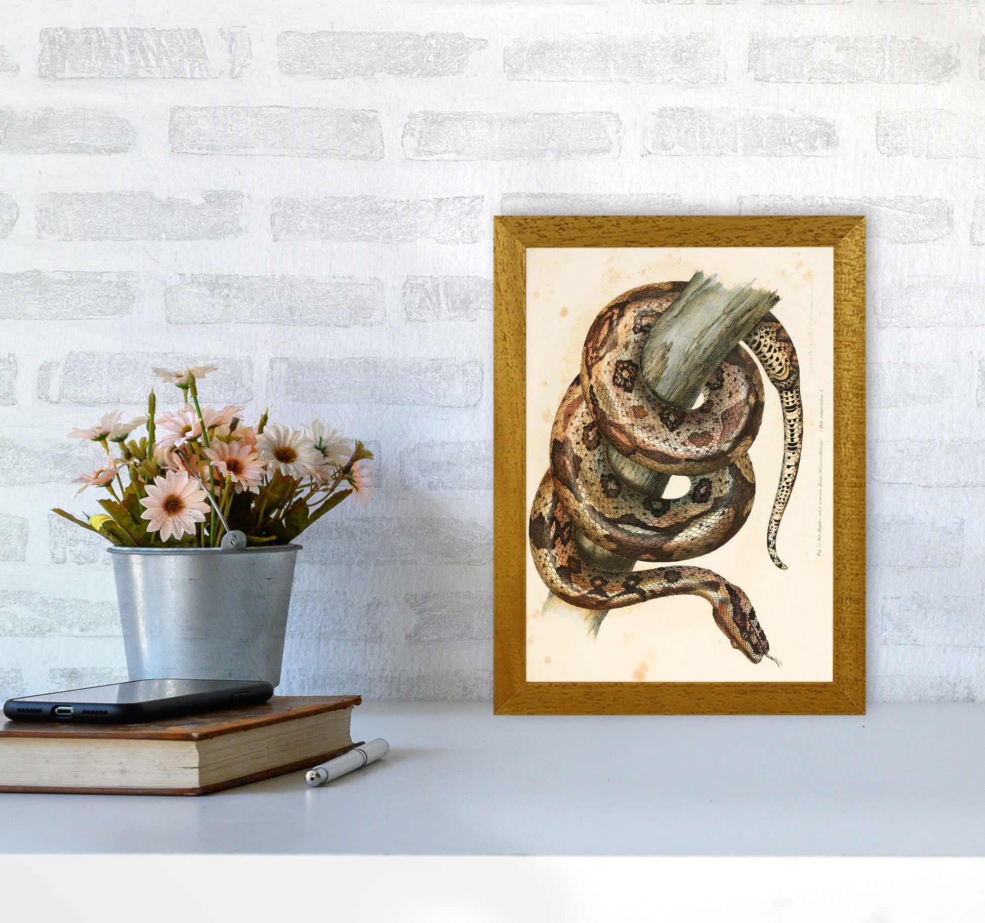 Vintage Snake Illustration Art Print by Jason Stanley A4 Print Only