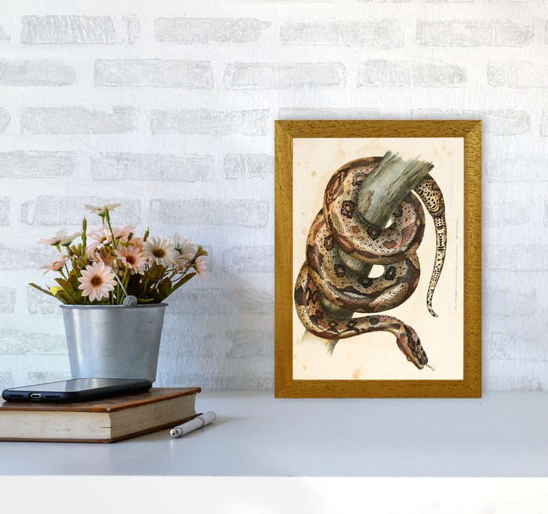 Vintage Snake Illustration Art Print by Jason Stanley A4 Print Only
