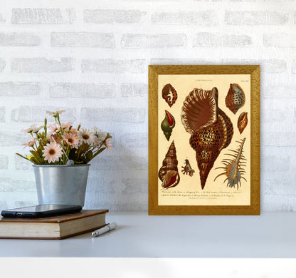 Vintage Conchology 2 Art Print by Jason Stanley A4 Print Only
