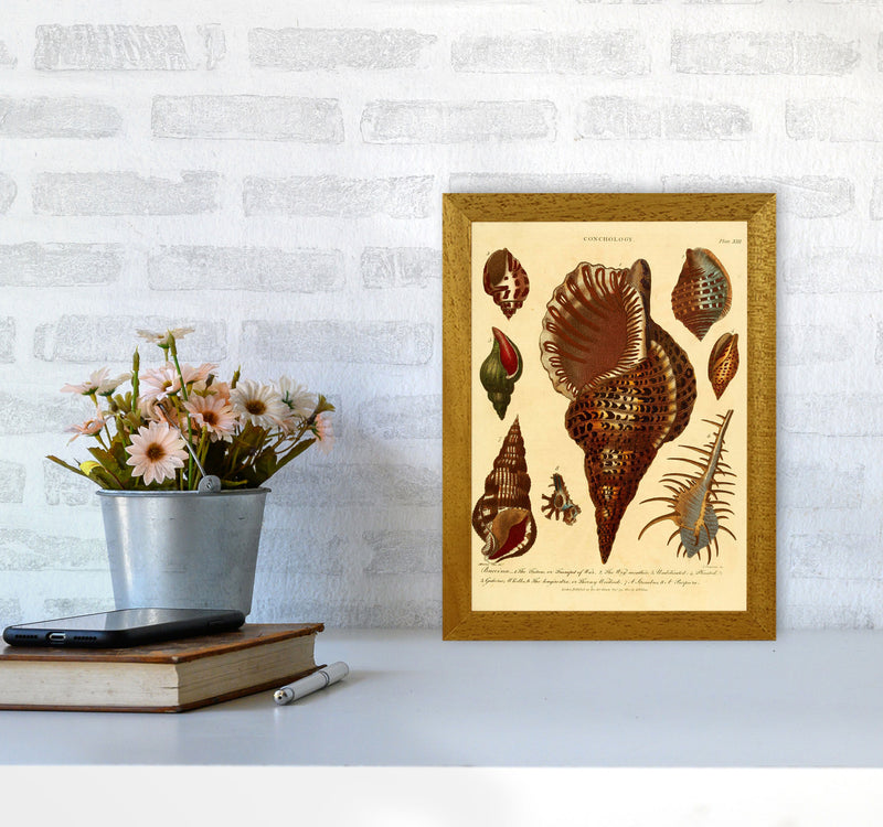 Vintage Conchology 2 Art Print by Jason Stanley A4 Print Only