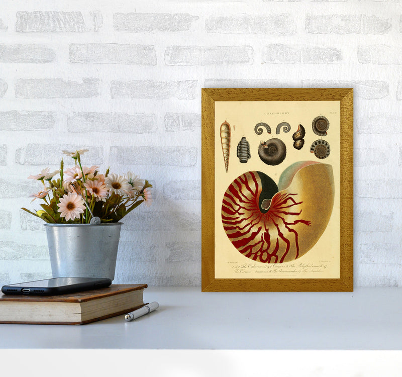 Vintage Conchology Art Print by Jason Stanley A4 Print Only