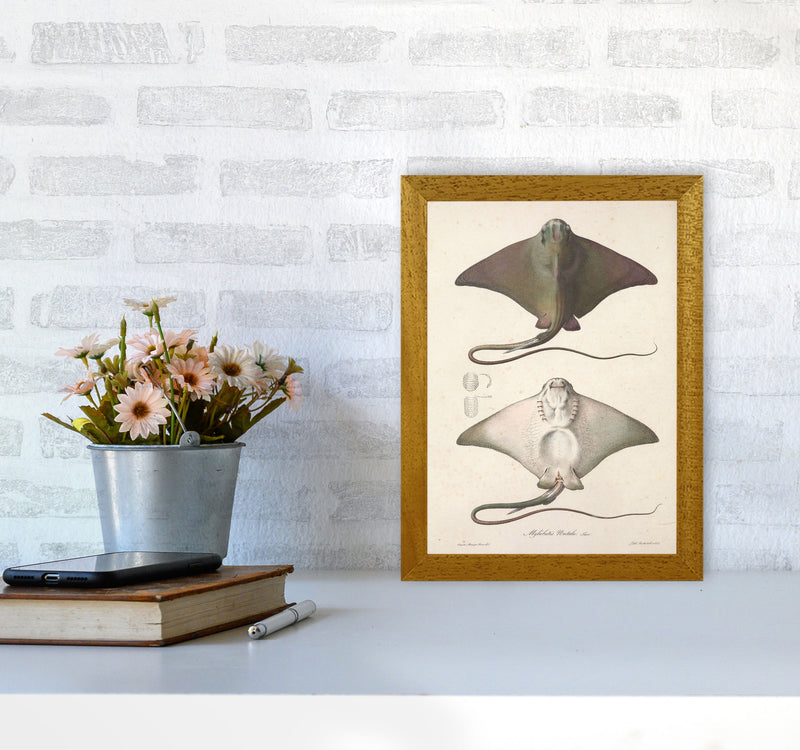Vintage Stingray Art Print by Jason Stanley A4 Print Only