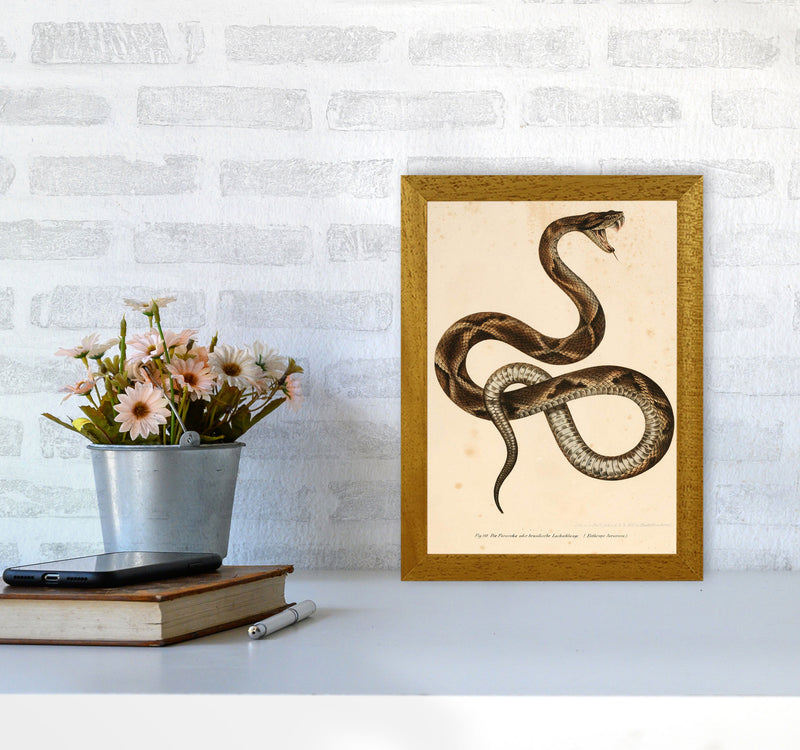 Vintage Snake Art Print by Jason Stanley