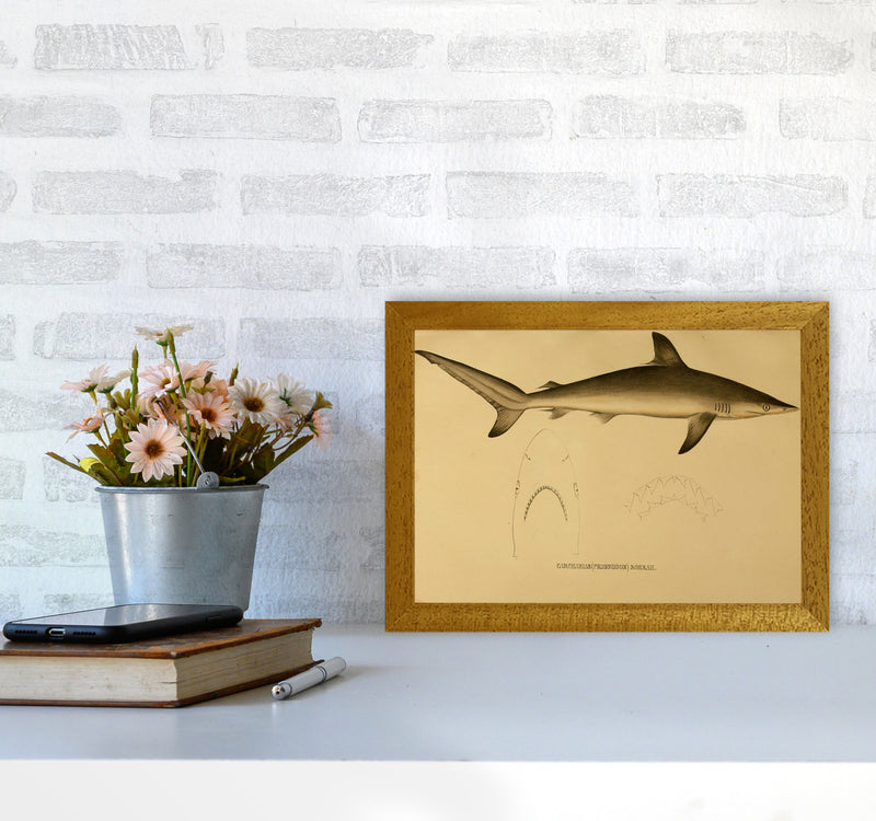 Shark Series 4 Art Print by Jason Stanley A4 Print Only