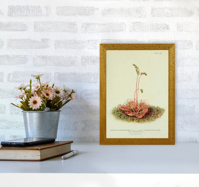 Venus Fly Trap Art Print by Jason Stanley A4 Print Only