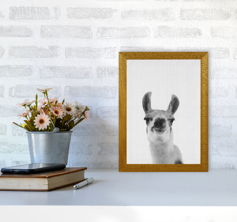 Llama Art Print by Jason Stanley A4 Print Only