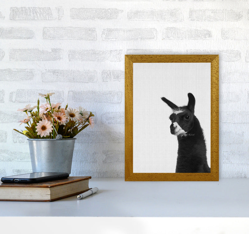 Llama