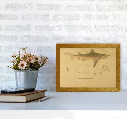 Shark Series 3 Art Print by Jason Stanley A4 Print Only