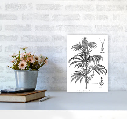 Cannabis Sativa Botanical Illustration Art Print by Jason Stanley A4 Black Frame