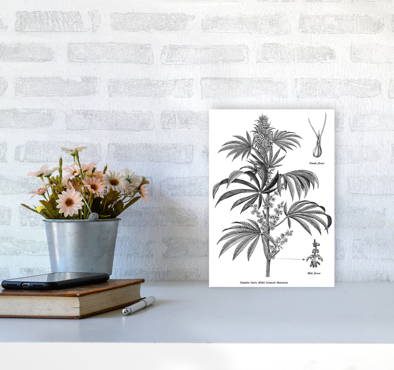 Cannabis Sativa Botanical Illustration Art Print by Jason Stanley A4 Black Frame