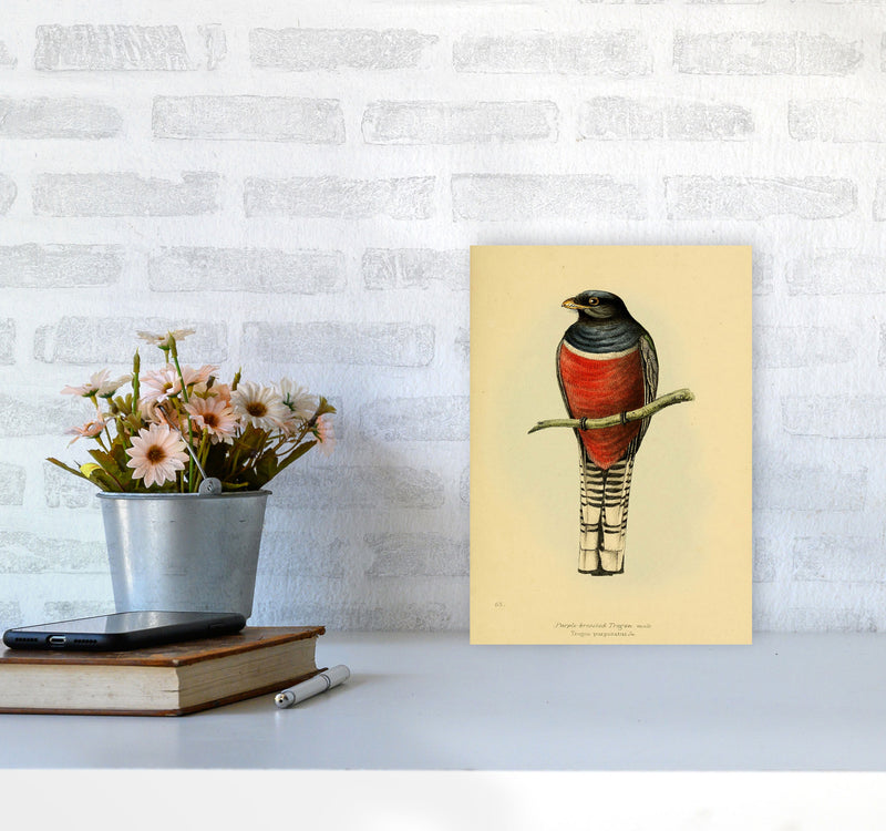 Vintage Purple Breasted Trogon Art Print by Jason Stanley A4 Black Frame