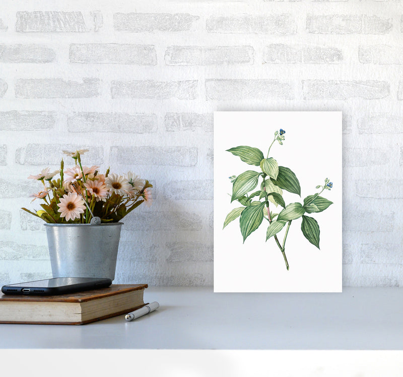Vintage Botanical Plant Art Print by Jason Stanley A4 Black Frame