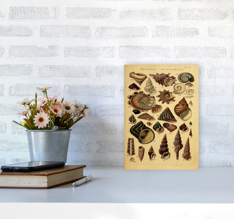 Vintage Shells Art Print by Jason Stanley A4 Black Frame