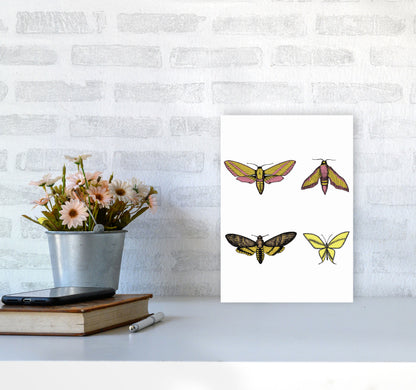 Vintage Moths Art Print by Jason Stanley A4 Black Frame