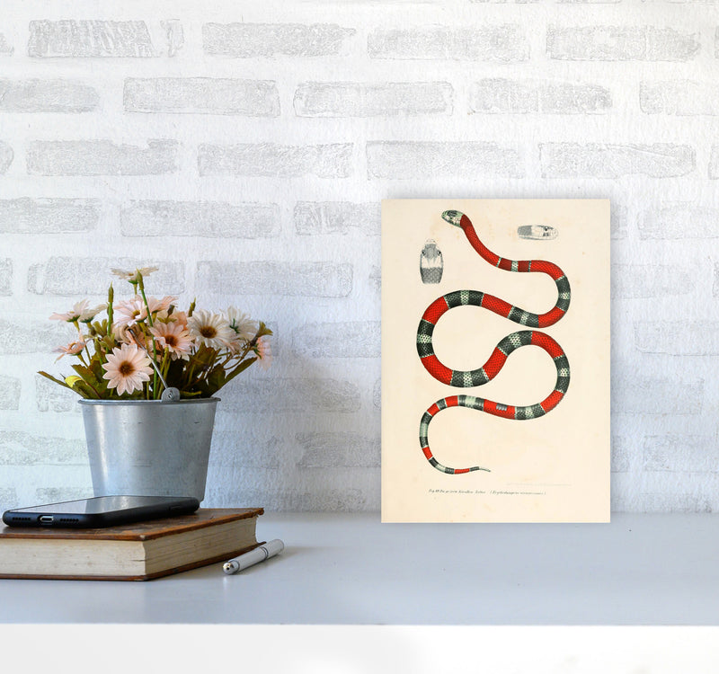 Vintage Snake Illustration 2 Art Print by Jason Stanley A4 Black Frame
