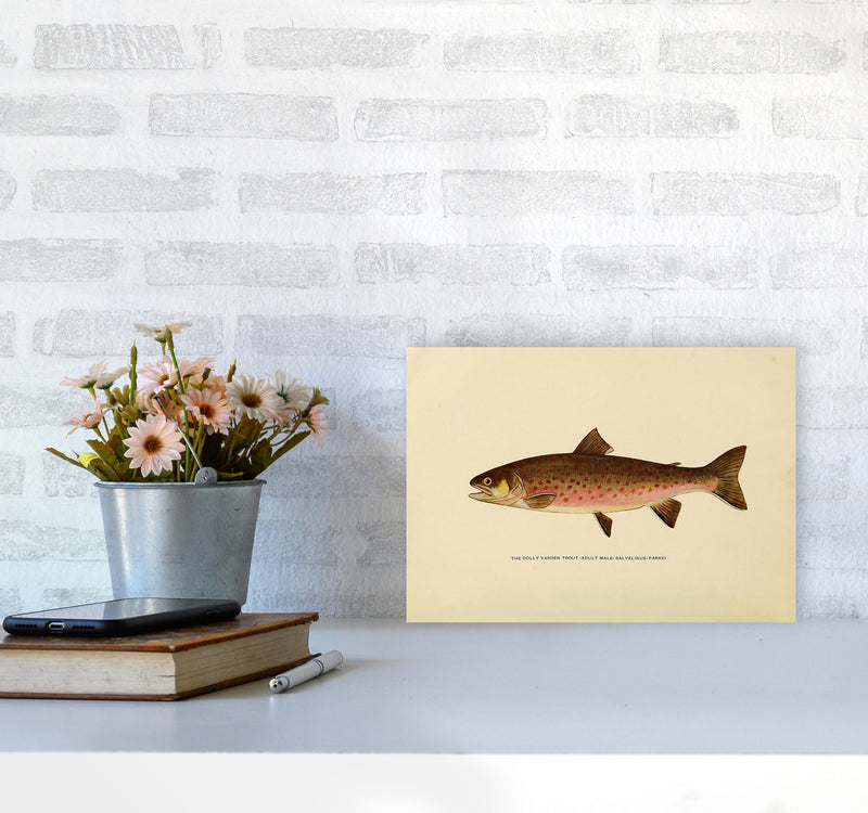 Dolly Varden Trout Illustration Art Print by Jason Stanley A4 Black Frame