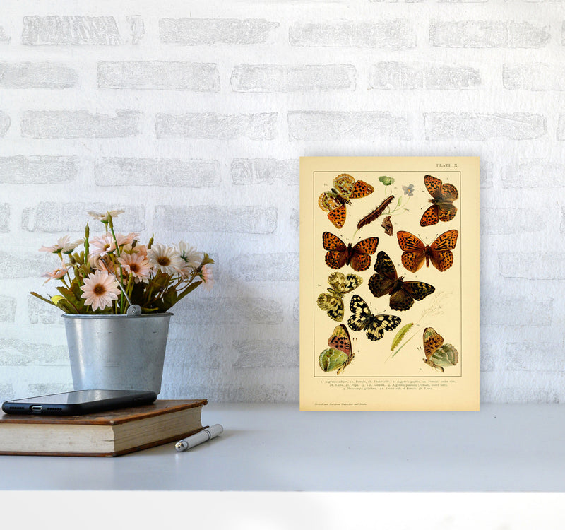 Vintage Butterfly Illustration Art Print by Jason Stanley A4 Black Frame