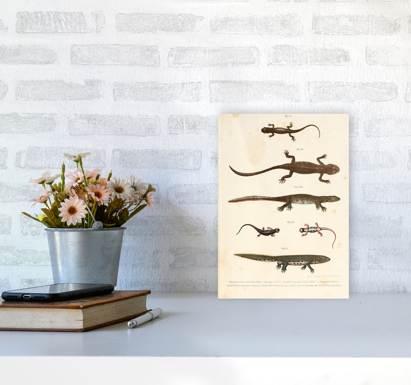 Vintage Newt Illustration Art Print by Jason Stanley A4 Black Frame