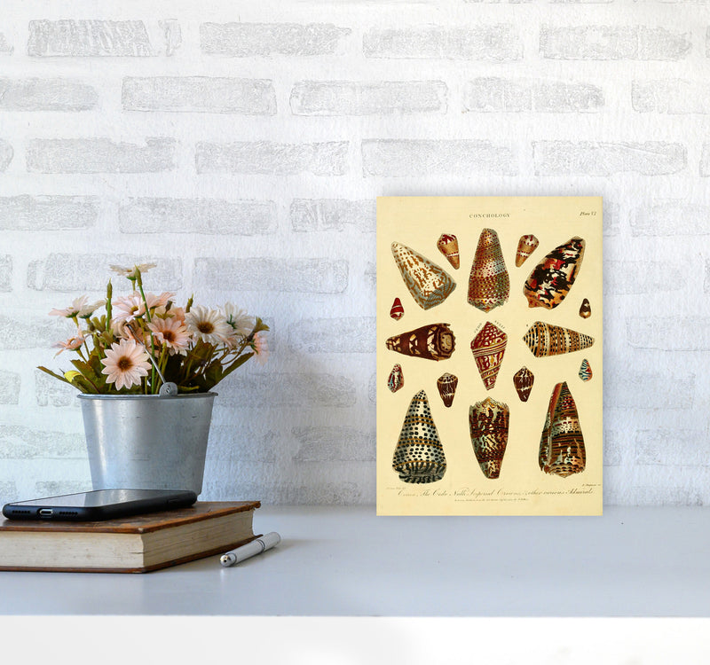 Conchology Illustration 2 Art Print by Jason Stanley A4 Black Frame