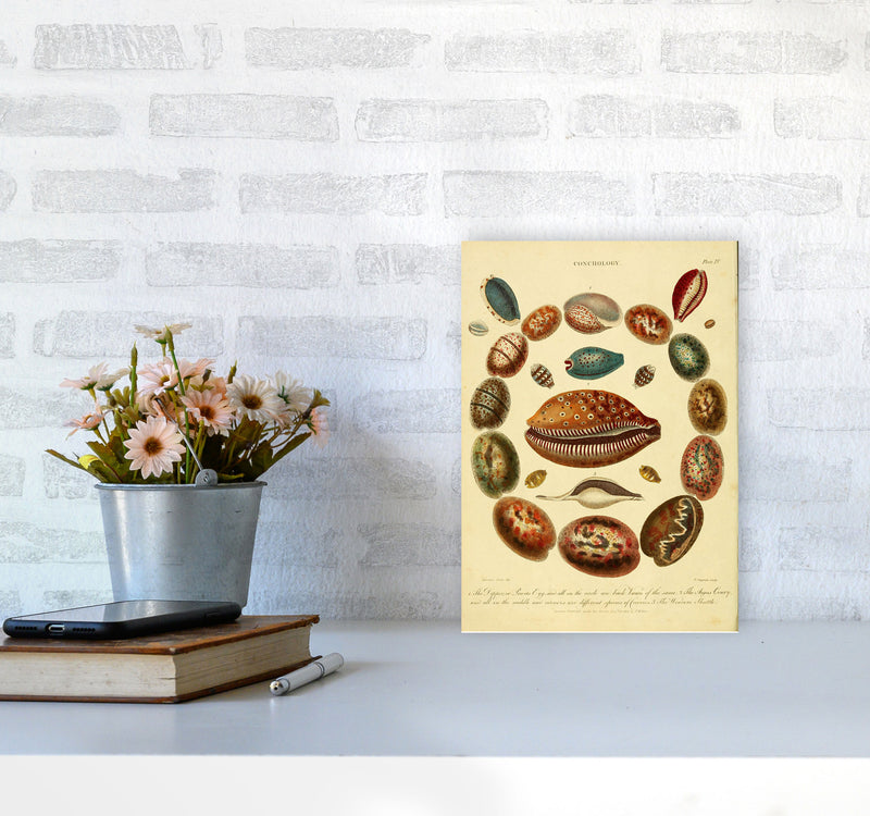 Conchology Illustration Art Print by Jason Stanley A4 Black Frame