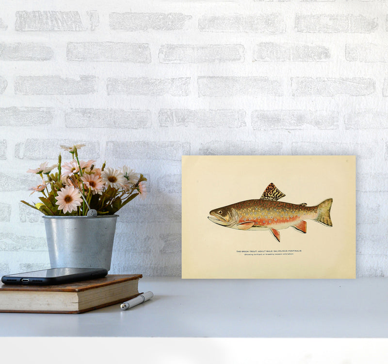 Brook Trout Illustration Art Print by Jason Stanley A4 Black Frame
