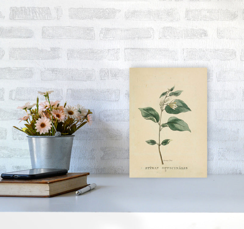 Vintage Flower Series 1 Art Print by Jason Stanley A4 Black Frame