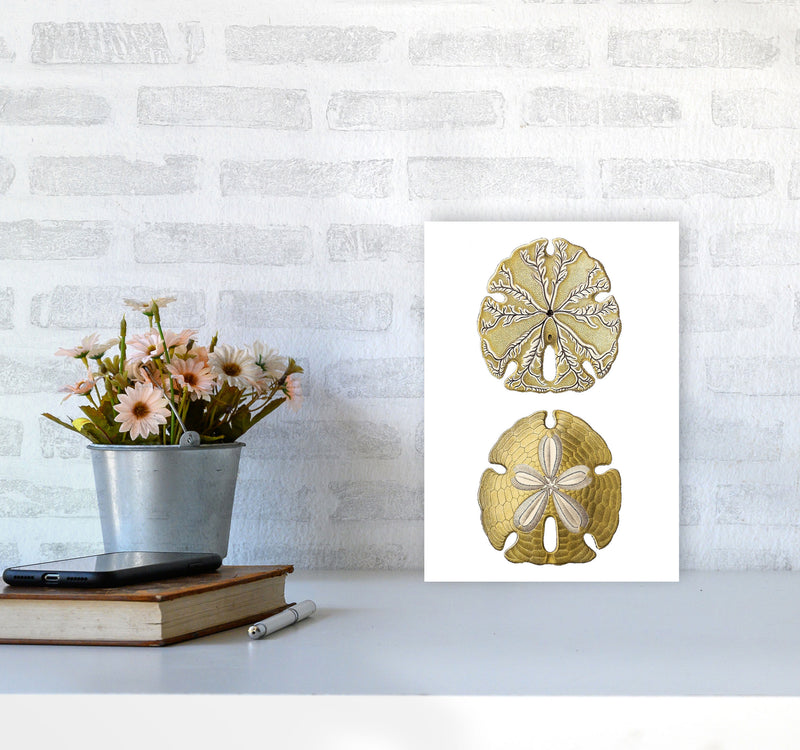 Sand Dollar Illustration Art Print by Jason Stanley A4 Black Frame
