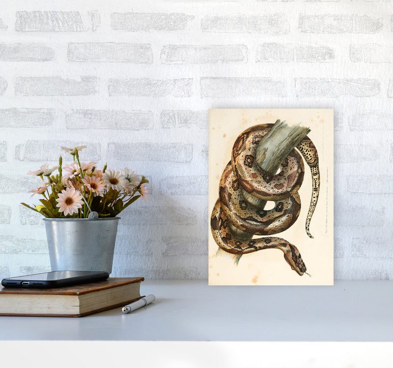 Vintage Snake Illustration Art Print by Jason Stanley A4 Black Frame