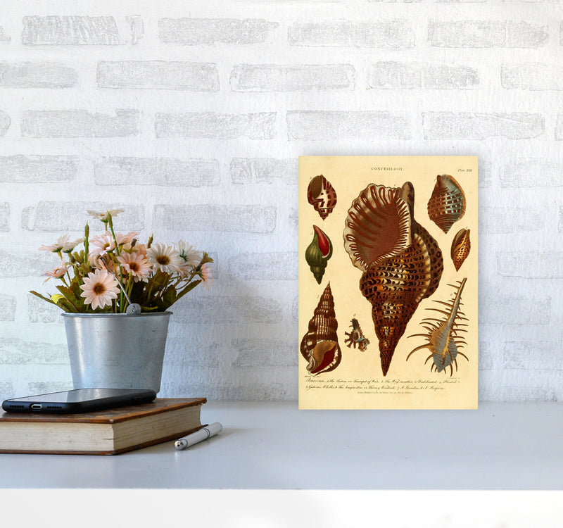 Vintage Conchology 2 Art Print by Jason Stanley A4 Black Frame