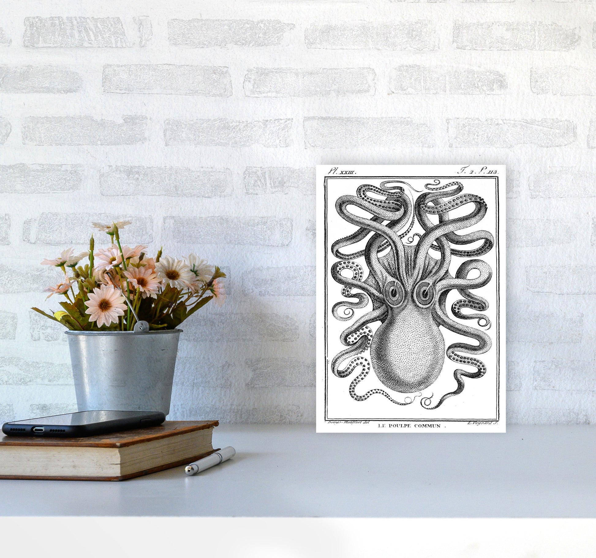White Vintage Octopus Art Print by Jason Stanley A4 Black Frame