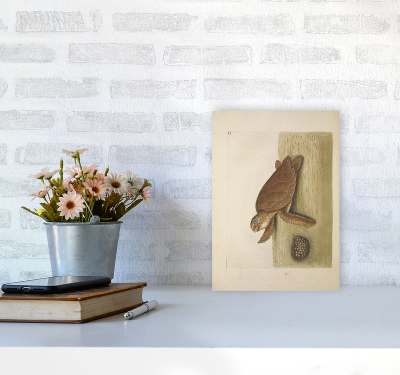 Vintage Sea Turtle Art Print by Jason Stanley A4 Black Frame