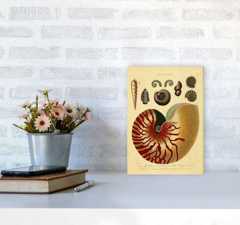 Vintage Conchology Art Print by Jason Stanley A4 Black Frame