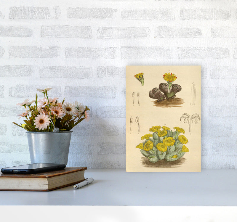 Vintage Cactus III Art Print by Jason Stanley A4 Black Frame