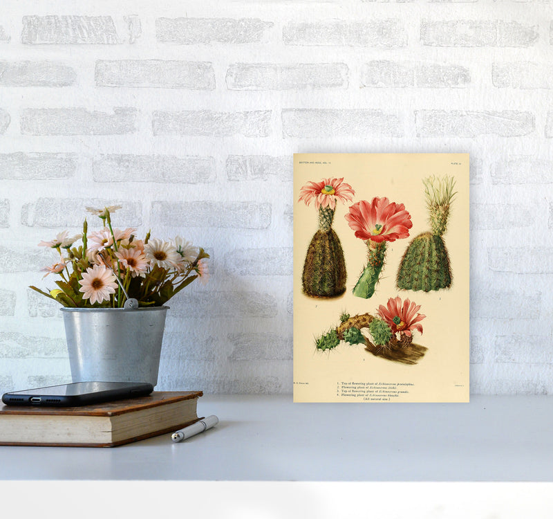 Cactus Series 2 Art Print by Jason Stanley A4 Black Frame