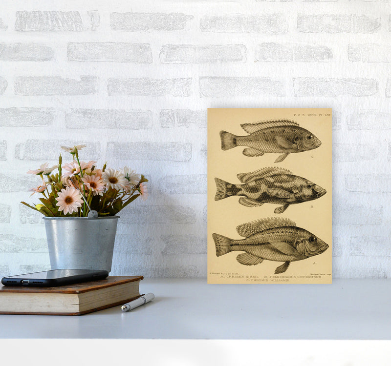 Vintage Fish Art Print by Jason Stanley A4 Black Frame