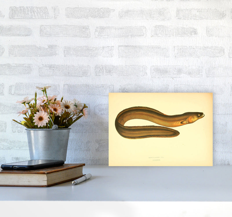 Broad Nosed Eel Art Print by Jason Stanley A4 Black Frame