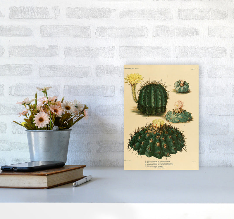 Cactus Series8 Art Print by Jason Stanley A4 Black Frame