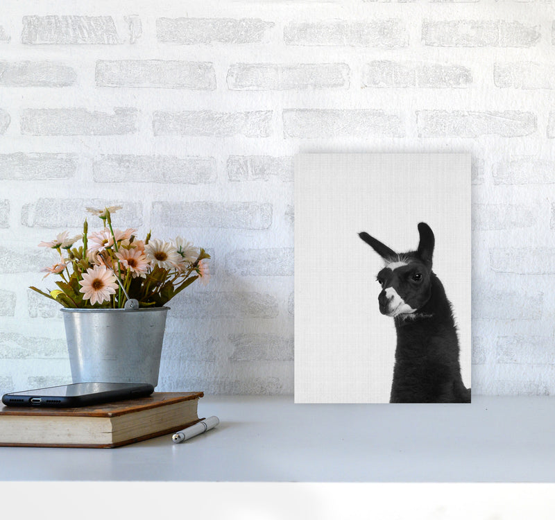 Llama