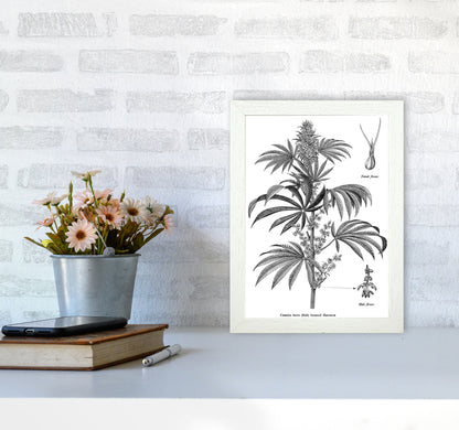 Cannabis Sativa Botanical Illustration Art Print by Jason Stanley A4 Oak Frame