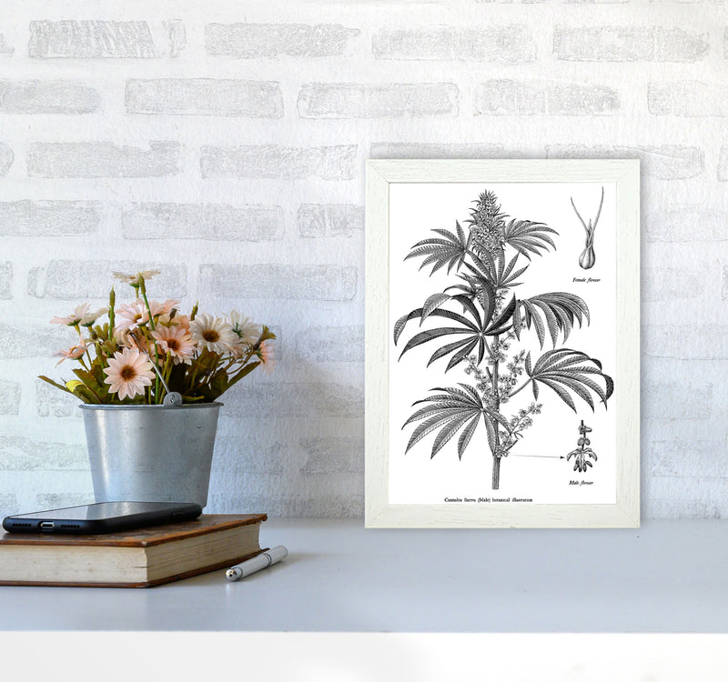 Cannabis Sativa Botanical Illustration Art Print by Jason Stanley A4 Oak Frame