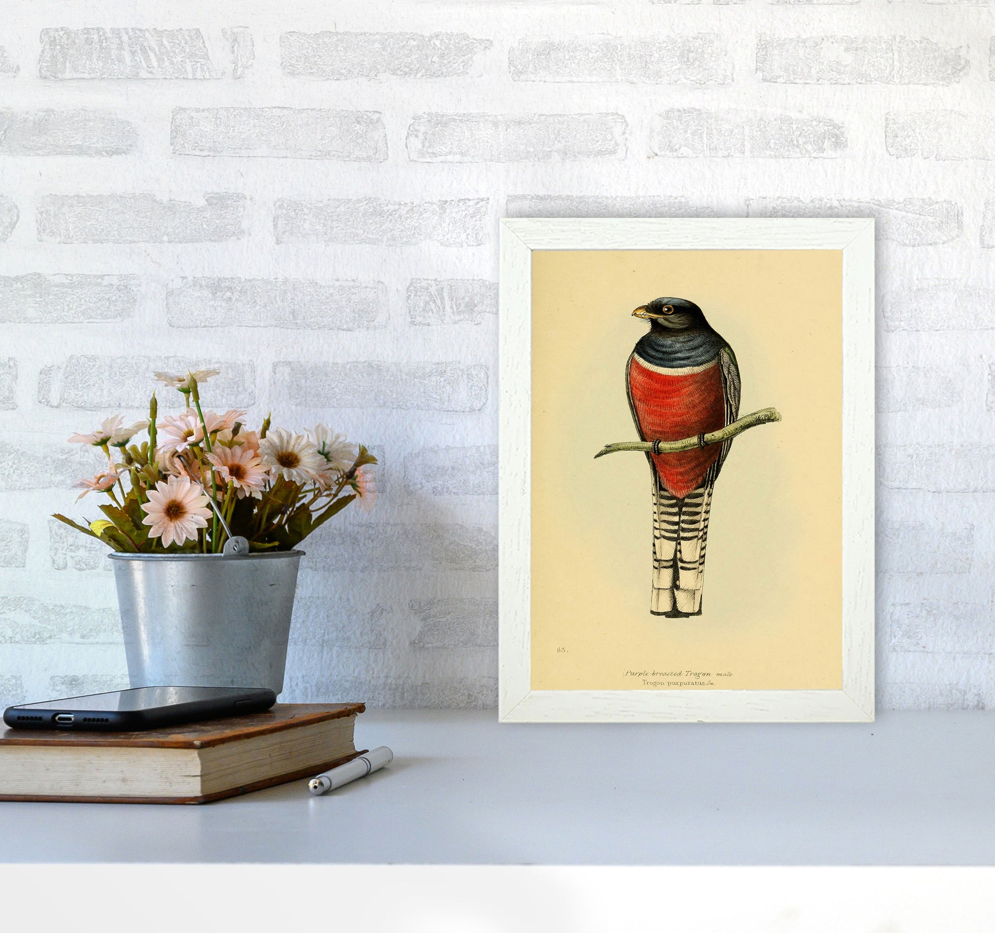 Vintage Purple Breasted Trogon Art Print by Jason Stanley A4 Oak Frame